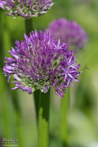 5476 Allium Globemaster Ornamental Onion Flowers