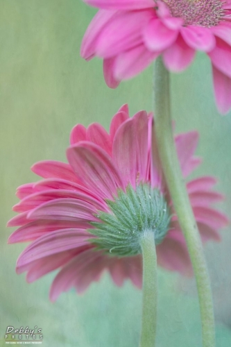 5478 Gerbera Daisies and Texture