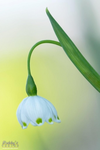 5480b Snowdrop Flowers