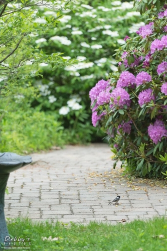 5484 Walkway Flowers and Chickadee