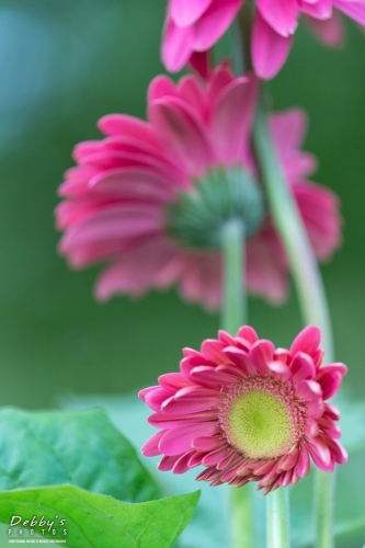 5485 Pink Gerbera Daisies