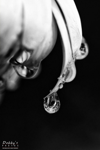 5492 B+W Water Drops on Gerbera Daisy