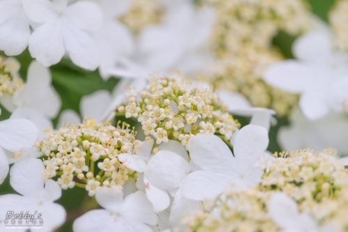 5494 Viburnum Summer Snowflake Flowers