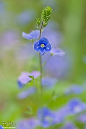 5495 Creeping Speedwell