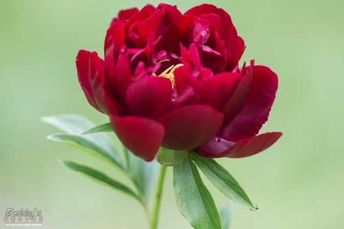 5502 Peony Flower