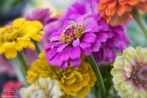 5586 Colorful Zinnia Flowers