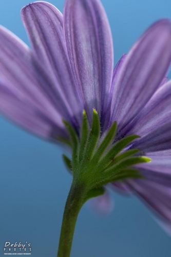 5594 Gazania Daisy flower Back To