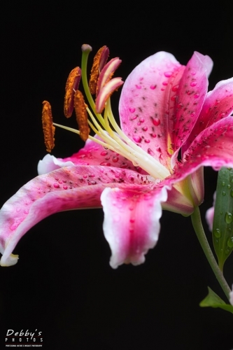5596b Stargazer Lily Flowers with Raindrops