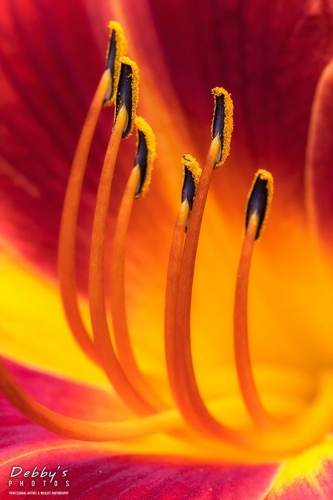 5597 Red, Yellow Daylily Flower
