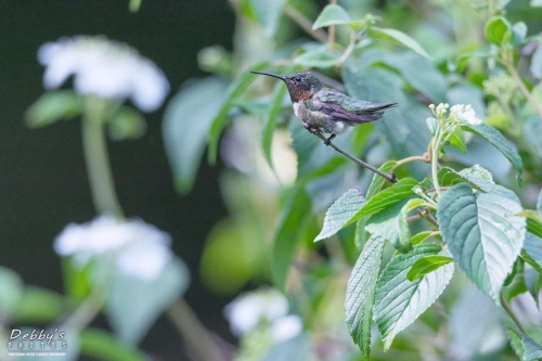 5598 Ruby-throated Hummingbird Sitting