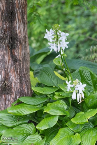 5604 Tree and Hosta Flowers