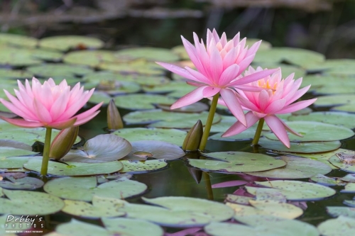 5613 Water Lily Flowers and Frog