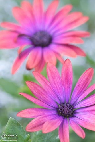 5614 Pink and Purple Daisies