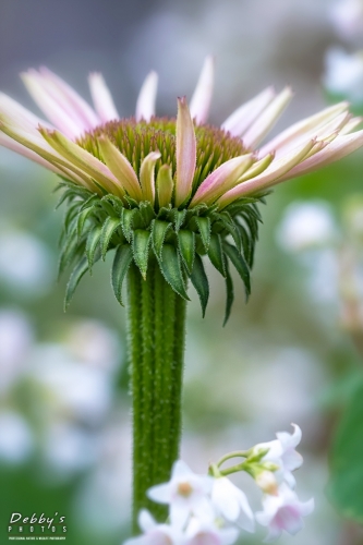 5941 Coneflower and Bitter Root Flowers
