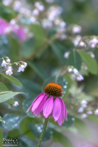 5959 ConeFlowers and Bitter Root in the Rain