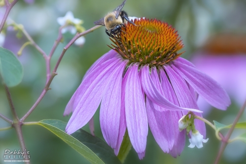 5975 Coneflower, Bumblebee, Bitter Root