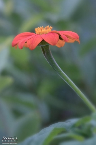 6000 Mexican Sunflower