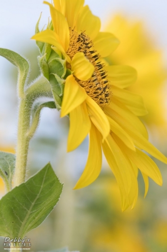 6006 Sunflowers