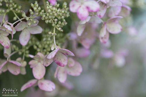 6013 Hydrangea Blossoms