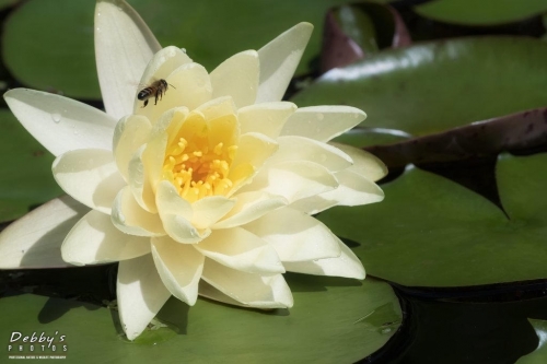 6014 Yellow Water Lily and Bee in Flight