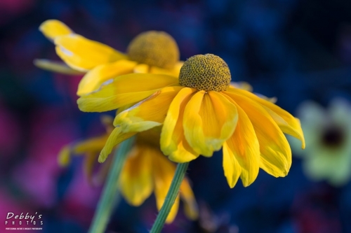 6022 Rudbeckia