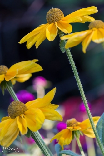 6025 Rudbeckia Flowers