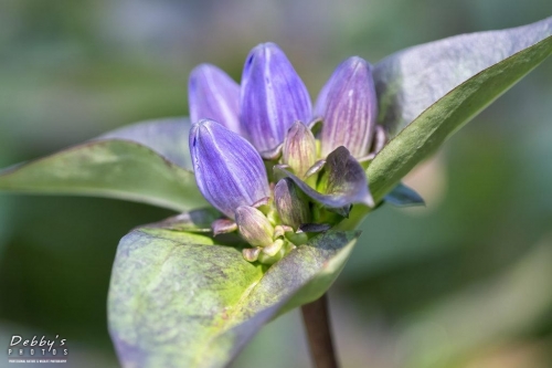 6030 Bottle Gentian Buds