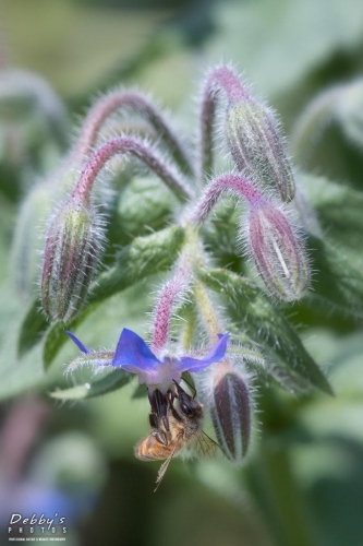 6031 Borage Flower and Bee