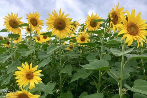 6034 Sunflower Field