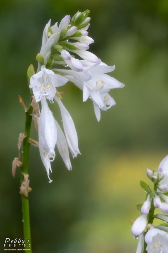 6035 Hosta Flowers