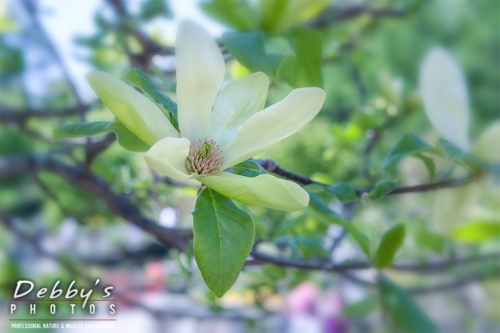 7042 Yellow Magnolia Flower