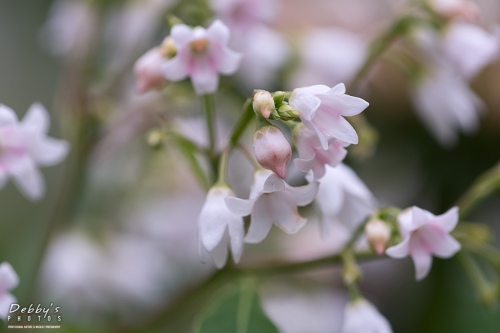 7318 Bitter Root Flowers