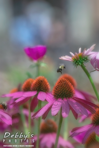 8368b Coneflowers, Bees