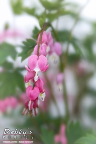 8590 Bleeding Heart Blossoms