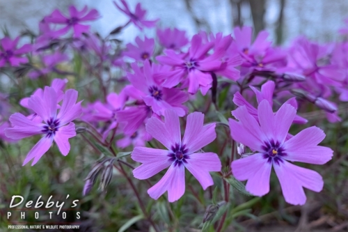 8597 Moss Phlox