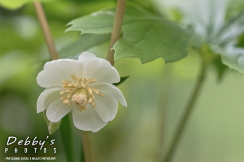 8598 Mayapple flowers