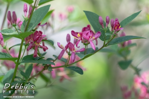 8604 Honeysuckle Flowers