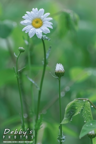 8627 Daisies in the Rain