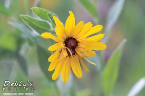 8662 Double Black-Eyed Susan