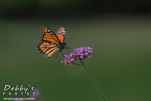 8663 Monarch Butterfly Landing