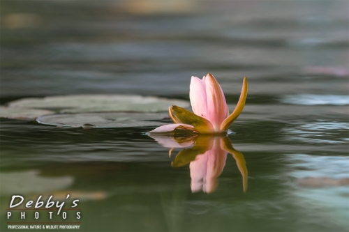 8665 Water Lily