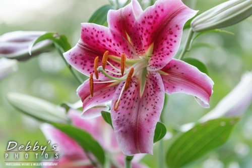 8677 Stargazer Lilies