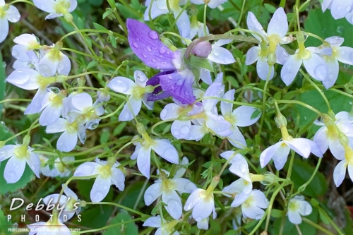 8720 20220517 Bluettes and Viola in the Rain