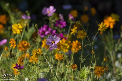 FL3119 Flowers