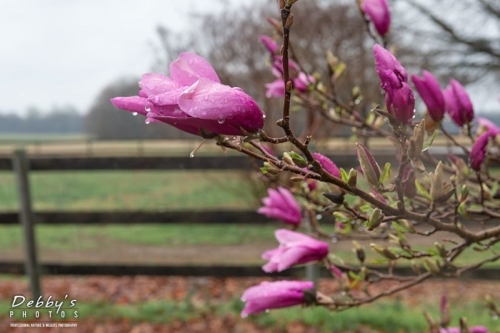 MD4318  Magnolia Buds and Fence in the Rain