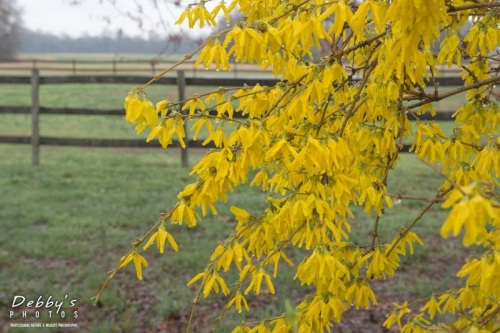 MD4319 Forsythia and Fence in the Rain