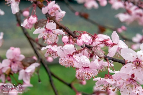 MD4322 Cherry Blossoms in the Rain