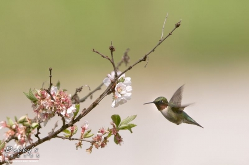 1448 Male Ruby-Throated Hummingbird and Cherry Blossoms