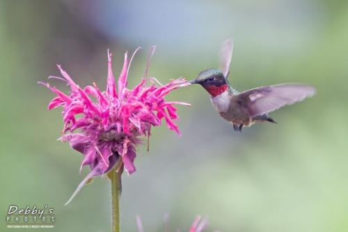 3269 Male Ruby-Throated Hummingbird in flight