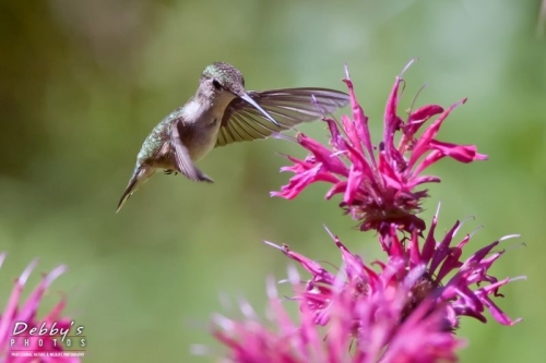 3327d Female Ruby-Throated Hummingbird in Flight to Bee Balm